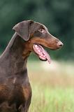 DOBERMANN 250